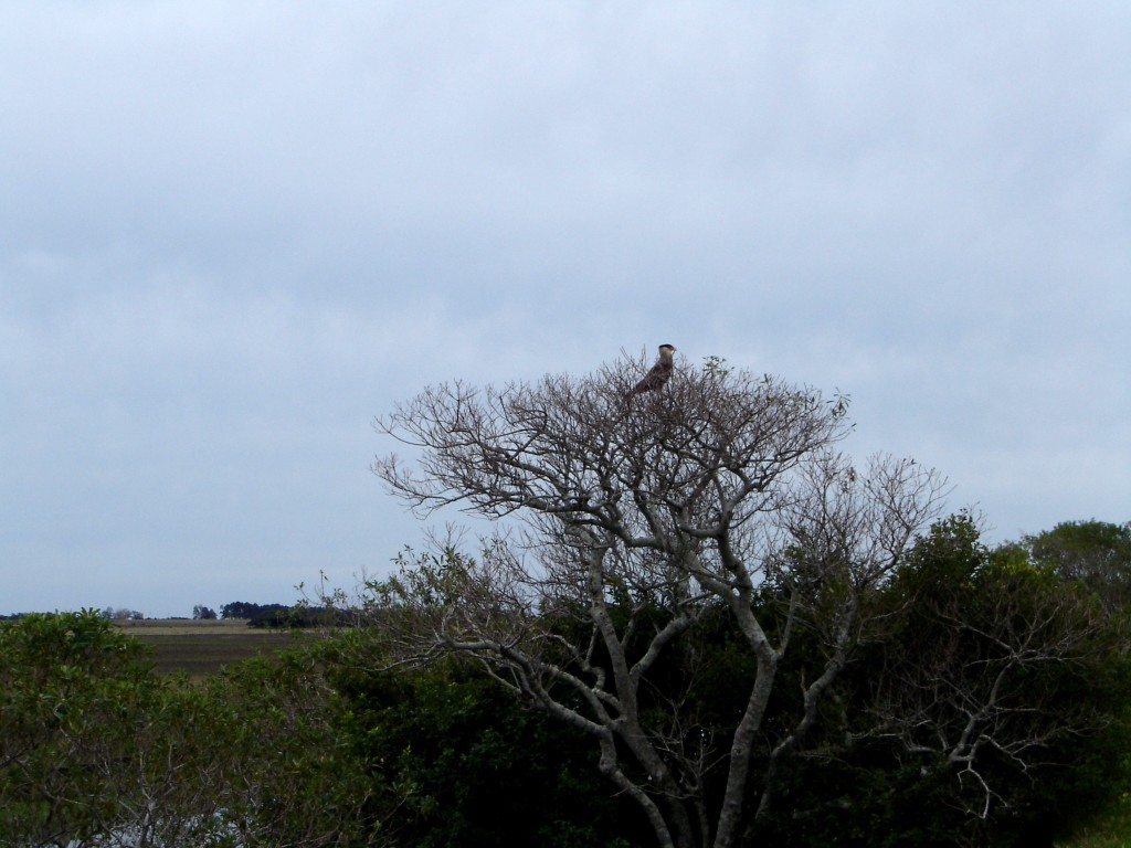 Um falcão na paisagem