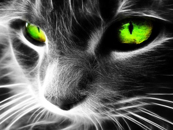 gato-com-olhos-verdes-1311356402